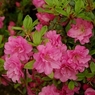 Азалия РОЗИНЕТТА японская в Новокузнецке