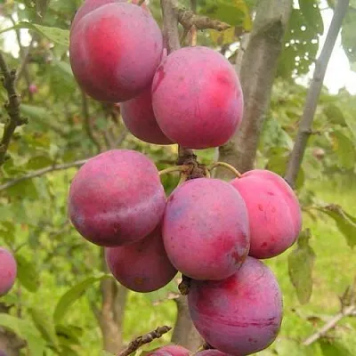 Слива ЭДИНБУРГСКАЯ в Новокузнецке