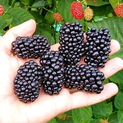 Ежевика ОУАЧИТА бесшипная — описание сорта Ежевика ОУАЧИТА бесшипная в Новокузнецке