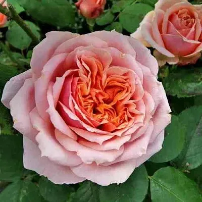 Саженцы роз ПОЛЬ БОКЮЗ шраб  Саженцы роз ПОЛЬ БОКЮЗ шраб в Новокузнецке