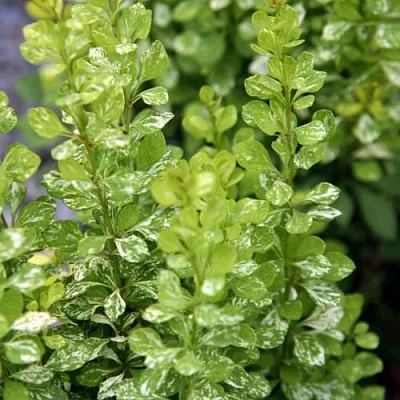 Барбарис ПАУ ВАУ тунберга  Барбарис ПАУ ВАУ тунберга в Новокузнецке