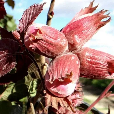 Фундук АЛЫЙ ПАРУС в Новокузнецке