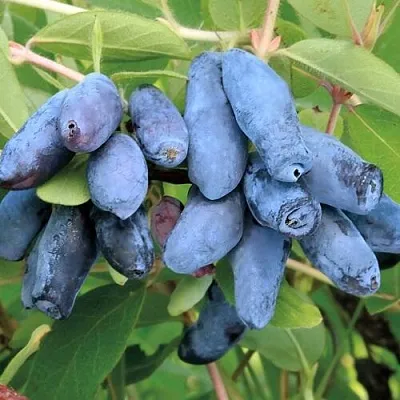 Жимолость съедобная ПАВЛОВСКАЯ  Жимолость съедобная ПАВЛОВСКАЯ в Новокузнецке