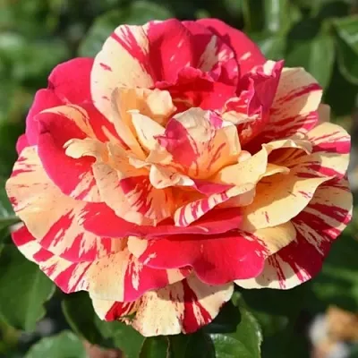 Саженцы роз ВАНИЛЛА ФРАЙЗ плетистая  Саженцы роз ВАНИЛЛА ФРАЙЗ плетистая в Новокузнецке