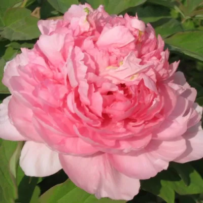 Пион ИМПЕРАТОРСКАЯ НАЛОЖНИЦА древовидный в Новокузнецке