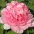 Пион ИМПЕРАТОРСКАЯ НАЛОЖНИЦА древовидный — описание сорта Пион ИМПЕРАТОРСКАЯ НАЛОЖНИЦА древовидный в Новокузнецке