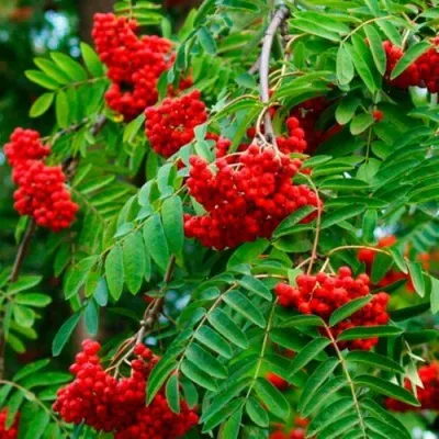 Рябина ПЛАКУЧАЯ сладкоплодная — описание сорта Рябина ПЛАКУЧАЯ сладкоплодная в Новокузнецке