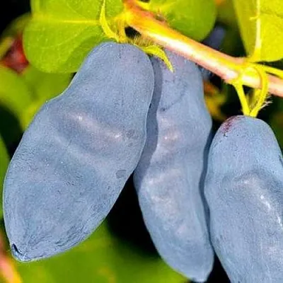 Жимолость съедобная ДЛИННОПЛОДНАЯ  Жимолость съедобная ДЛИННОПЛОДНАЯ в Новокузнецке