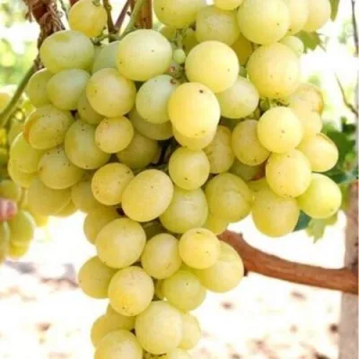 Виноград ТАЛИСМАН в Новокузнецке