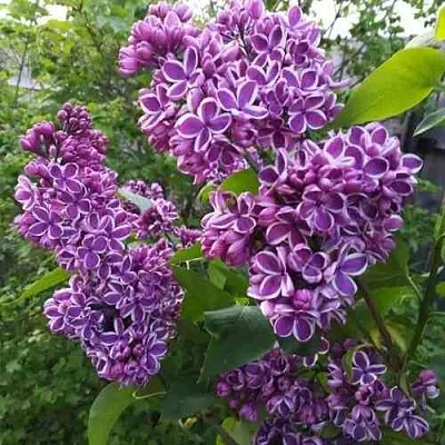 Сирень СЕНСАЦИЯ  Сирень СЕНСАЦИЯ в Новокузнецке