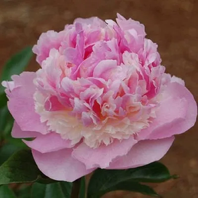 Пион ЭНДЖЕЛ ЧИКС травянистый  Пион ЭНДЖЕЛ ЧИКС травянистый в Новокузнецке