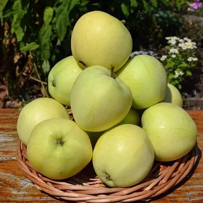 Яблоня ПАПИРОВКА в Новокузнецке