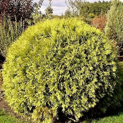 Туя ГЛОБОЗА АУРЕА западная в Новокузнецке