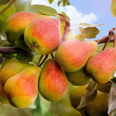 Груша ЗАБАВА  Груша ЗАБАВА в Новокузнецке