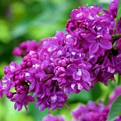 Сирень ОГНИ ДОНБАССА  Сирень ОГНИ ДОНБАССА в Новокузнецке