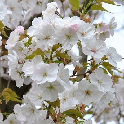 Сакура САНСЕТ БУЛЕВАРД  Сакура САНСЕТ БУЛЕВАРД в Новокузнецке