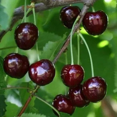 Черешня НАРОДНАЯ в Новокузнецке