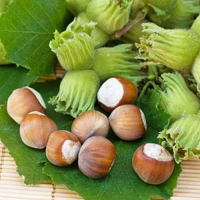 Фундук КРЕПКИЙ ОРЕШЕК в Новокузнецке