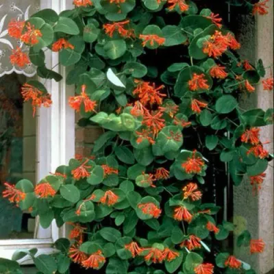 Жимолость ДРОМПОР СКАРЛЕТТ брауна в Новокузнецке