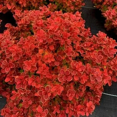 Барбарис РЕД ХОТ ЧИЛИ тунберга  Барбарис РЕД ХОТ ЧИЛИ тунберга в Новокузнецке