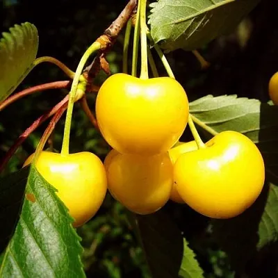 Черешня ЖУРБА в Новокузнецке