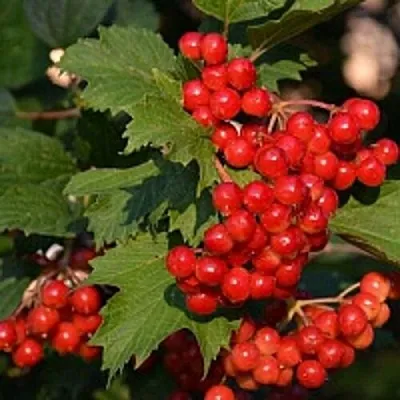 Калина в Новокузнецке