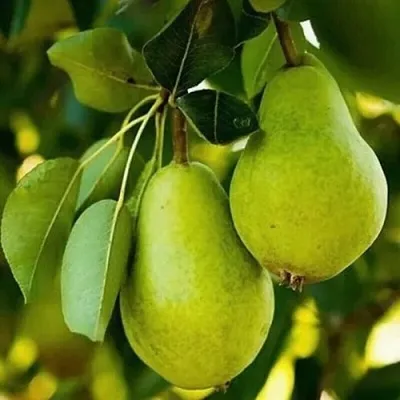 Груша СЕВЕРЯНКА колонновидная  Груша СЕВЕРЯНКА колонновидная в Новокузнецке