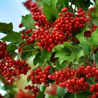 Калина ТАЕЖНЫЕ РУБИНЫ  Калина ТАЕЖНЫЕ РУБИНЫ в Новокузнецке