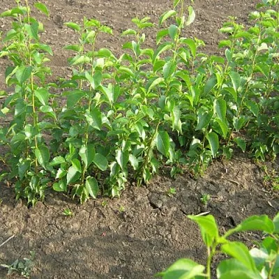 Подвой вишни АНТИПКА  Подвой вишни АНТИПКА в Новокузнецке