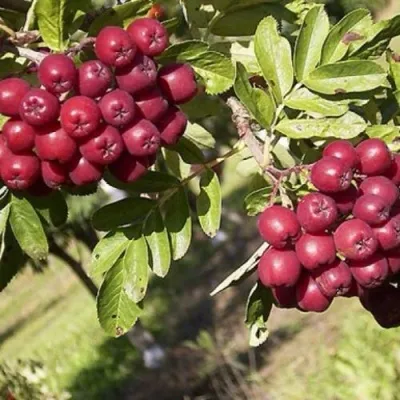 Рябина БУРКА сладкоплодная — описание сорта Рябина БУРКА сладкоплодная в Новокузнецке