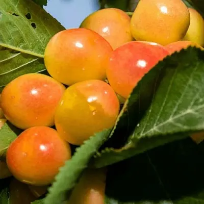 Дюк (черевишня) БЕЛОЧКА  Дюк (черевишня) БЕЛОЧКА в Новокузнецке