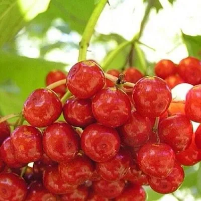 Калина КИЕВСКАЯ САДОВАЯ  Калина КИЕВСКАЯ САДОВАЯ в Новокузнецке