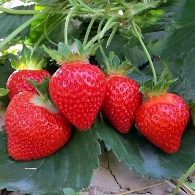 Клубника ТЕА  Клубника ТЕА в Новокузнецке