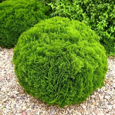 Туя ДАНИКА западная в Новокузнецке