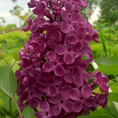 Сирень ИНДИЯ  Сирень ИНДИЯ в Новокузнецке