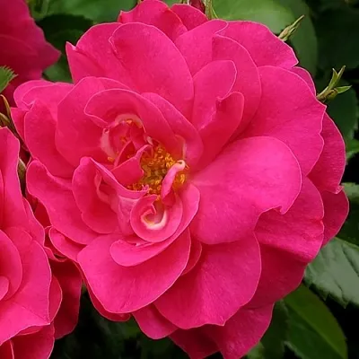 Саженцы роз ДЖОРДЖ ВАНКУВЕР флорибунда  Саженцы роз ДЖОРДЖ ВАНКУВЕР флорибунда в Новокузнецке