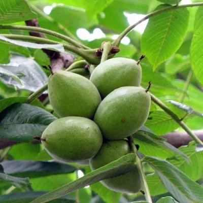 Орех маньчжурский МИЧУРИНЕЦ в Новокузнецке