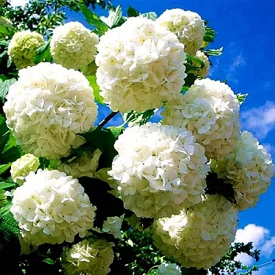 Калина БУЛЬДЕНЕЖ  Калина БУЛЬДЕНЕЖ в Новокузнецке