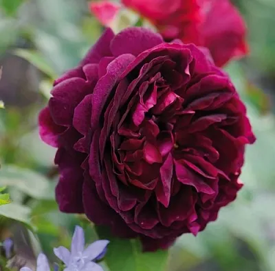 Саженцы роз МАНСТЕД ВУД английская  Саженцы роз МАНСТЕД ВУД английская в Новокузнецке