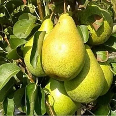 Груша ПАТЕН (ГЛУБОКСКАЯ)  Груша ПАТЕН (ГЛУБОКСКАЯ) в Новокузнецке