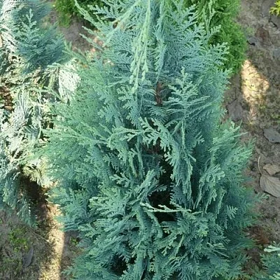 Кипарисовик КОЛУМНАРИС лавсона  Кипарисовик КОЛУМНАРИС лавсона в Новокузнецке