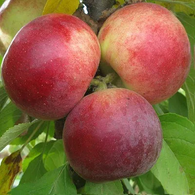 Яблоня БАЛЕРИНА ФЛАМЕНКО колонновидная в Новокузнецке