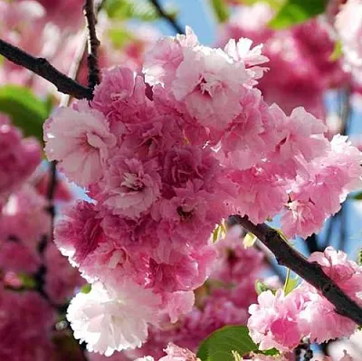 Сакура ПИНК ПЕРФЕКШН  Сакура ПИНК ПЕРФЕКШН в Новокузнецке