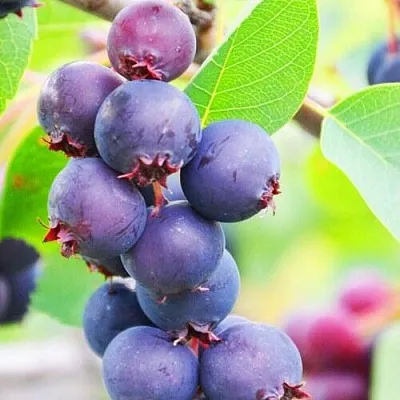 Ирга СМОУКИ в Новокузнецке