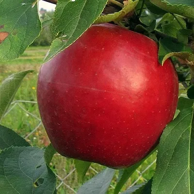 Яблоня РЕДФРИ в Новокузнецке