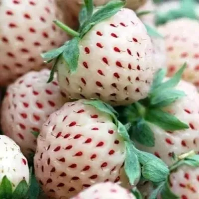 Клубника АНАНАСА ремонтантная — описание сорта Клубника АНАНАСА ремонтантная в Новокузнецке