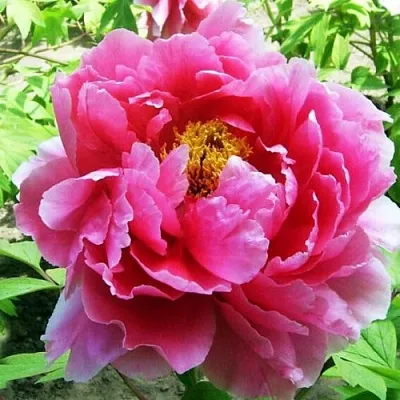 Пион ВОСХОД СОЛНЦА древовидный  Пион ВОСХОД СОЛНЦА древовидный в Новокузнецке