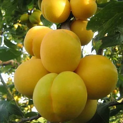 Слива ЛОДВА в Новокузнецке