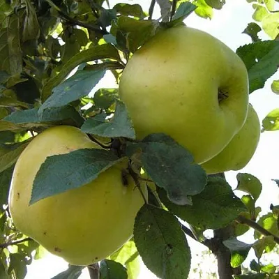 Яблоня Антоновка Обыкновенная в Новокузнецке