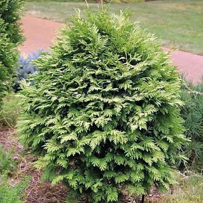 Туя ВАРЕАНА ЛЮТЕСЦЕНС западная в Новокузнецке